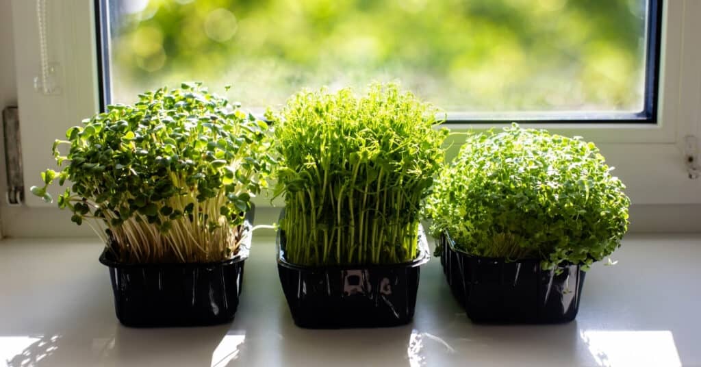 Indoor Microgreens on the Kitchen Windowsill