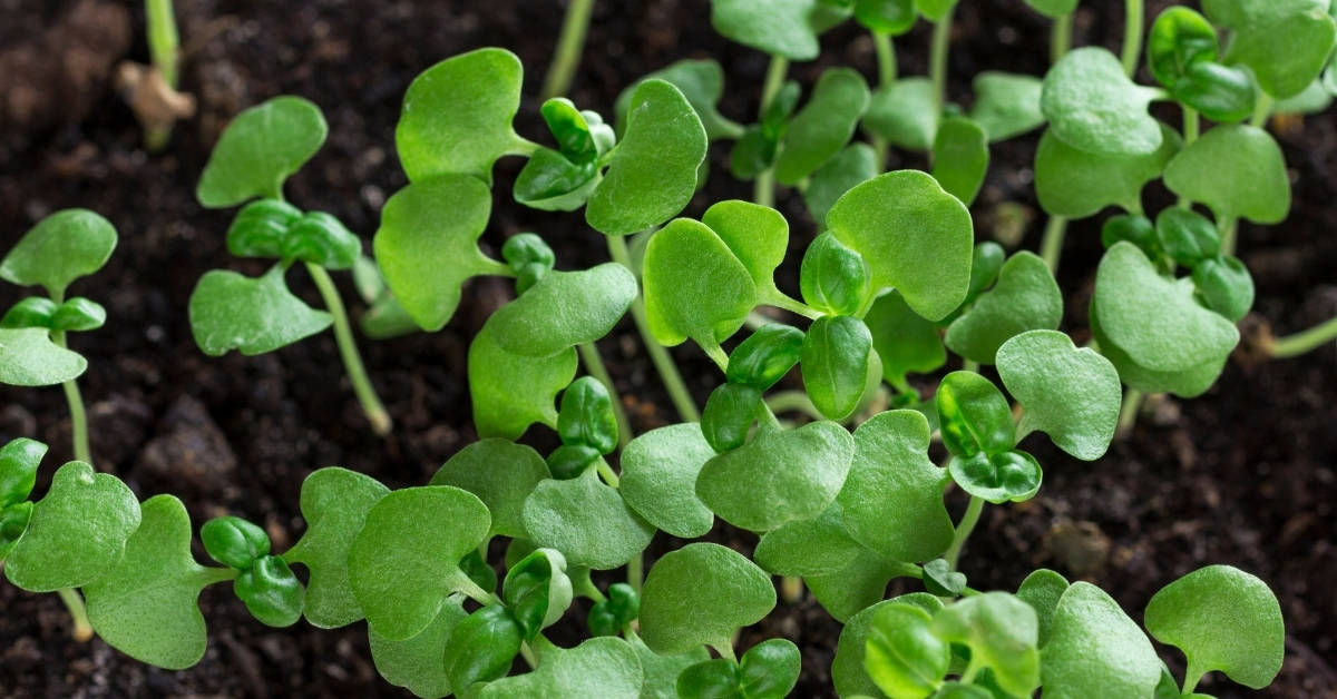 Microgreen Mold – How To Combat And Prevent - Diy Greens